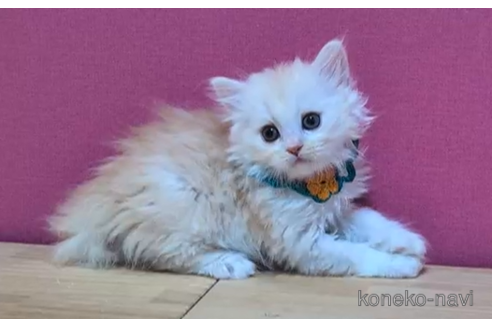 成約済の東京都のミヌエット-101308の4枚目